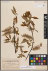 Foto von Salix discolor Muhl.